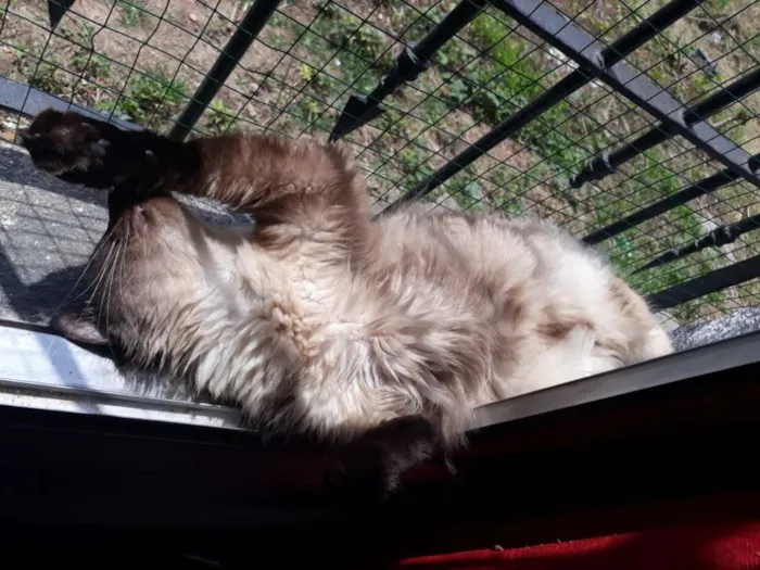 Gato ra a SRD idade 1 ano nome Bigodon