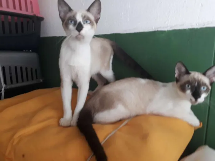 Gato ra a SRD mesclada  idade 7 a 11 meses nome Simara 