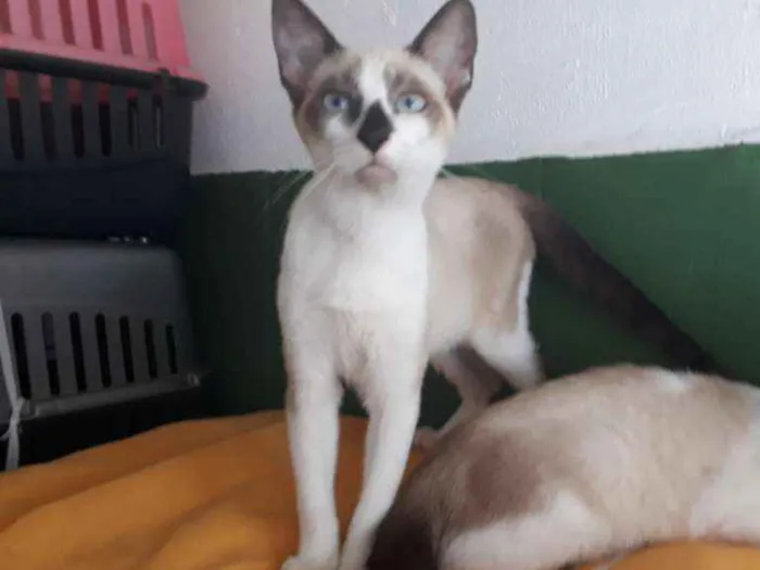 Gato ra a SRD mesclada  idade 7 a 11 meses nome Simara 