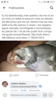 Gato raça SRD tigrada clara idade 1 ano nome Angelina e Angelinho