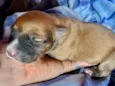 Bebês da Belinha