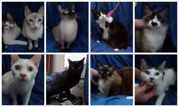 Gato ra a SRD idade 1 ano nome Gatinhos