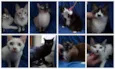 Gatinhos