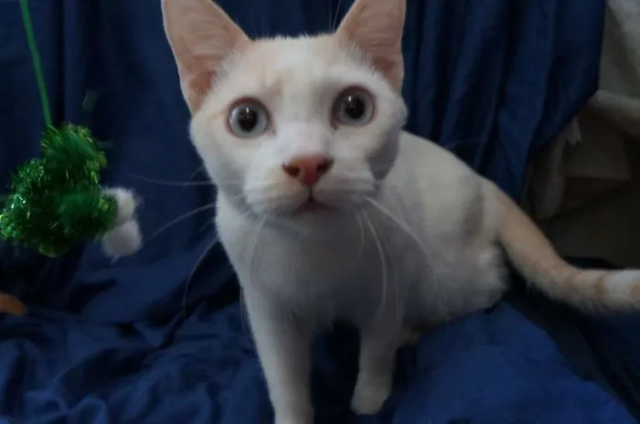 Gato ra a SRD idade 1 ano nome Gatinhos