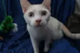 Gatinhos