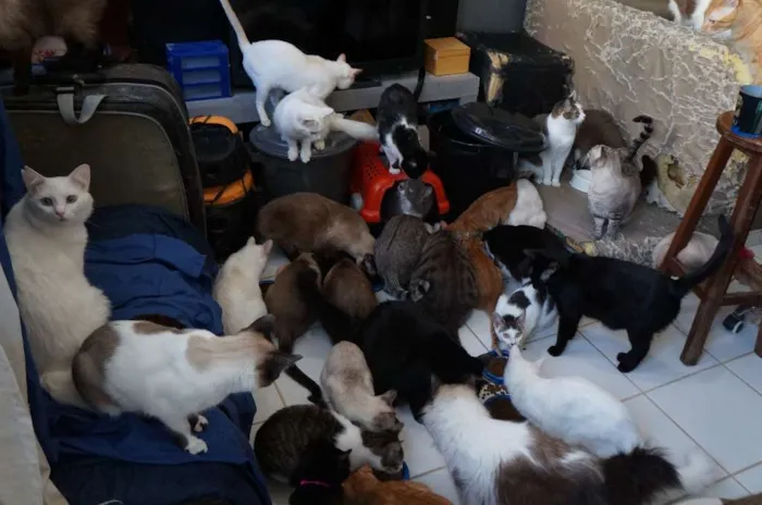 Gato ra a SRD idade 1 ano nome Gatinhos