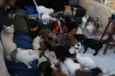 Gatinhos