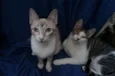 Gatinhos