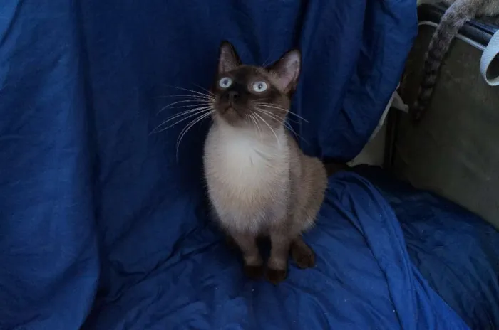 Gato ra a SRD idade 1 ano nome Gatinhos