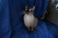 Gatinhos