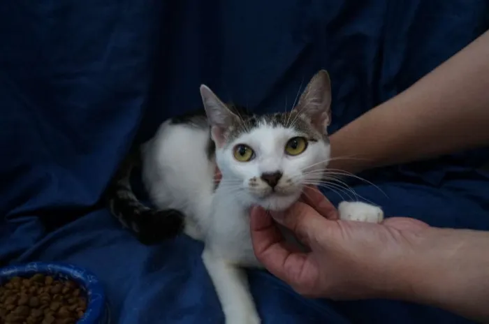 Gato ra a SRD idade 1 ano nome Gatinhos