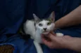 Gatinhos