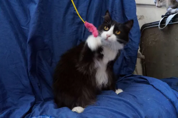 Gato ra a SRD idade 1 ano nome Gatinhos