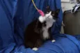 Gatinhos