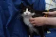 Gatinhos
