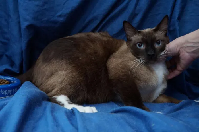 Gato ra a SRD idade 1 ano nome Gatinhos