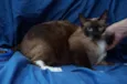 Gatinhos