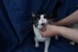 Gatinhos