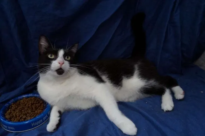 Gato ra a SRD idade 1 ano nome Gatinhos