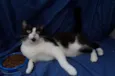 Gatinhos