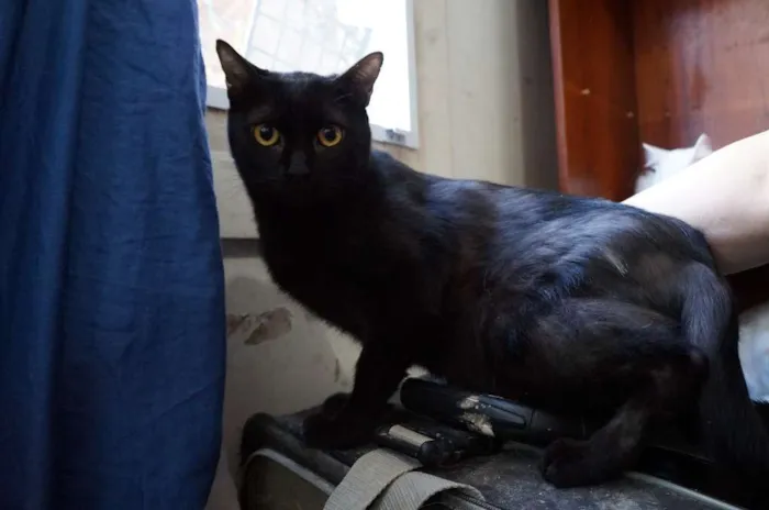 Gato ra a SRD idade 1 ano nome Gatinhos