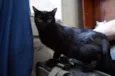 Gatinhos
