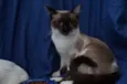 Gatinhos
