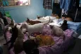 Gatinhos