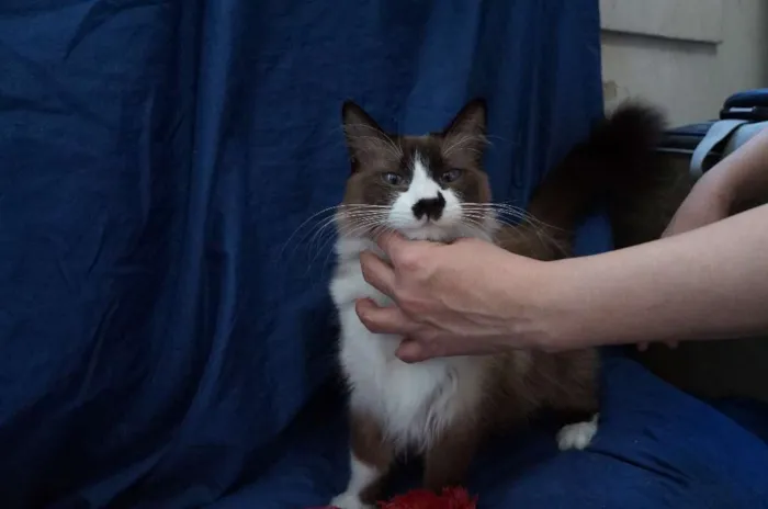 Gato ra a SRD idade 1 ano nome Gatinhos