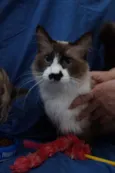 Gatinhos