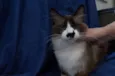 Gatinhos