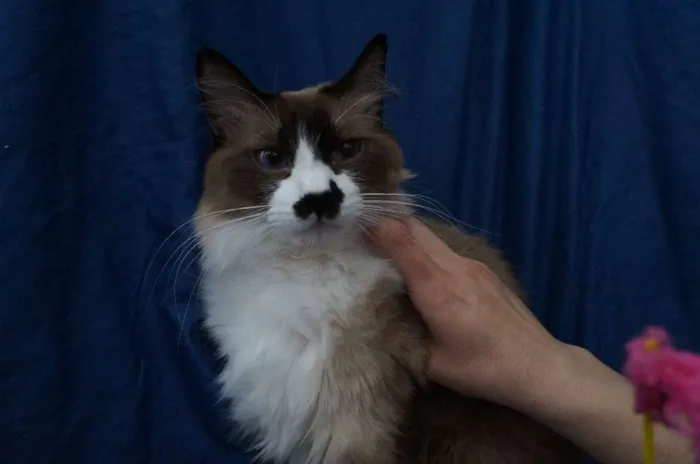 Gato ra a SRD idade 1 ano nome Gatinhos
