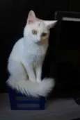 Gatinhos