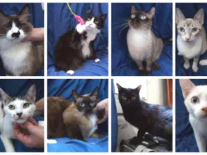 Gato raça SRD idade 1 ano nome Gatinhos