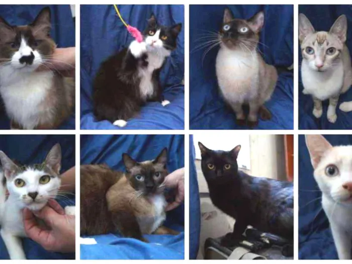 Gato ra a SRD idade 1 ano nome Gatinhos