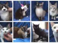 Gatinhos
