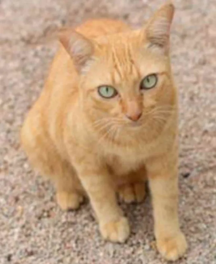 Gato ra a SRD idade 1 ano nome Alemão