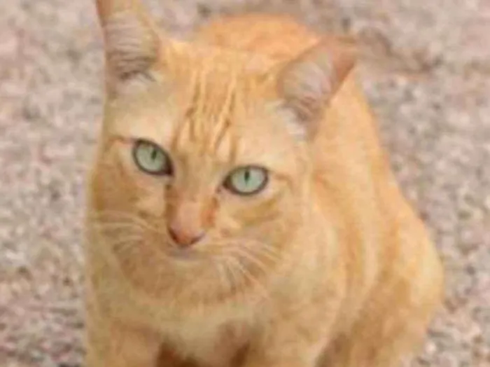 Gato ra a SRD idade 1 ano nome Alemão