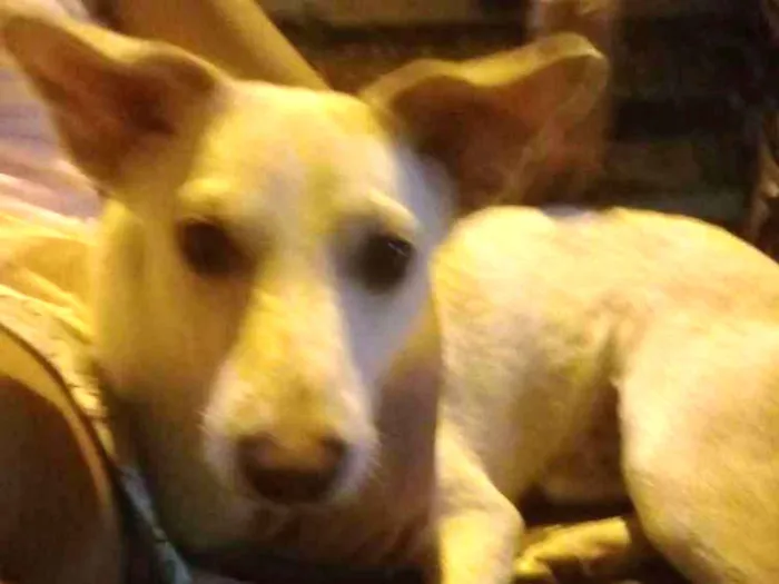 Cachorro ra a srd idade 2 a 6 meses nome Toby