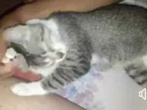 Gato raça SRD tigrada clara idade 1 ano nome Angelina e Angelinho