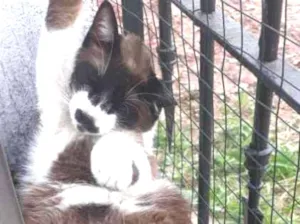 Gato raça SRD idade 1 ano nome Bigodon