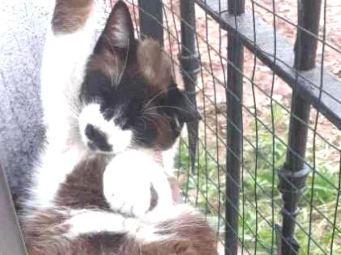 Gato ra a SRD idade 1 ano nome Bigodon