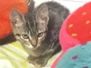 Gato raça SRD idade 2 a 6 meses nome Tigrinho