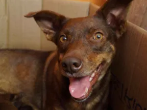 Cachorro raça SRD idade 3 anos nome Nina