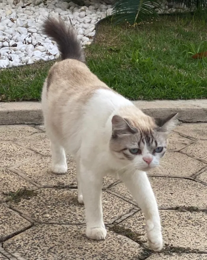 Gato ra a vira lata com traços de angorá idade 2 anos nome Mimi