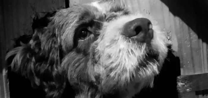 Cachorro ra a Labrador com Shih-tzu idade 1 ano nome Dengoso