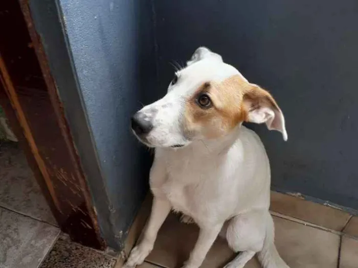 Cachorro ra a Indefinida  idade 7 a 11 meses nome Bolt