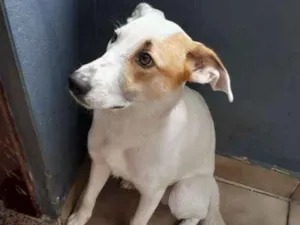 Cachorro raça Indefinida  idade 7 a 11 meses nome Bolt