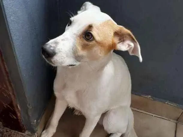 Cachorro ra a Indefinida  idade 7 a 11 meses nome Bolt