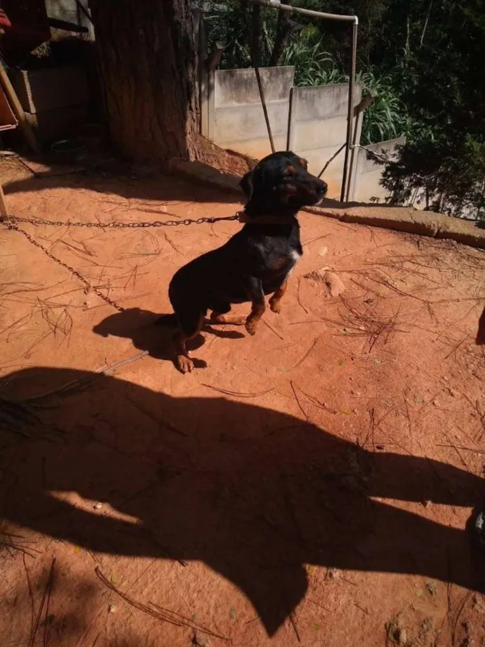 Cachorro raça Mestiço  idade 7 a 11 meses nome Marley